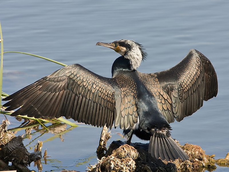 Phalacrocorax carbo Aalscholver Great Cormorant